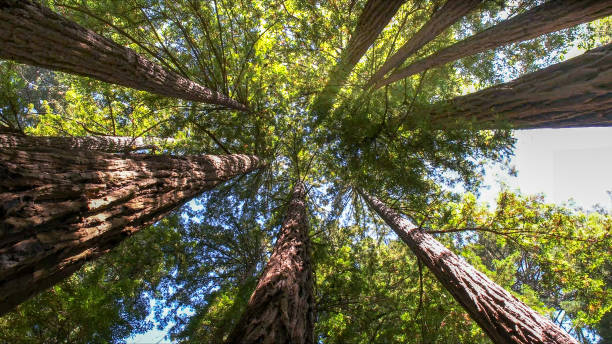 How Our Tree Care Process Works  in Bethel Island, CA